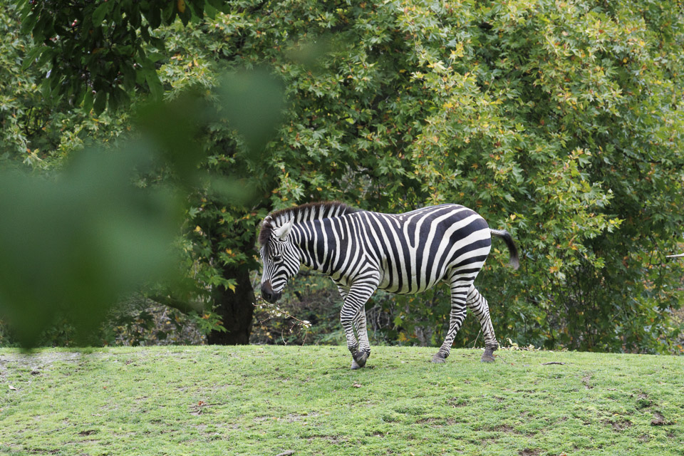 Woodland Park Zoo — photo 50